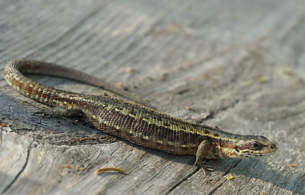 Waldeidechse (Lacerta vivipara)