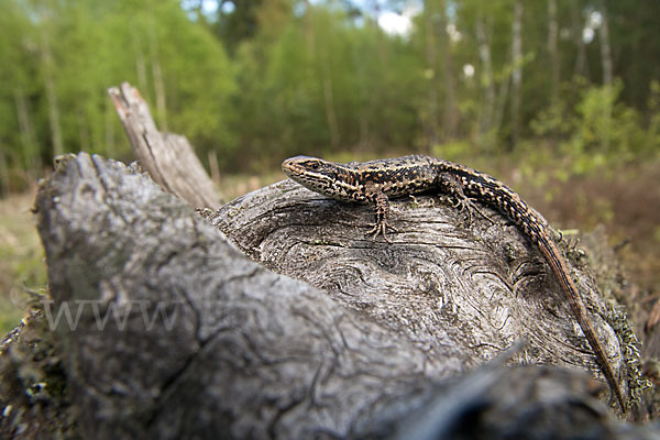 Waldeidechse (Lacerta vivipara)