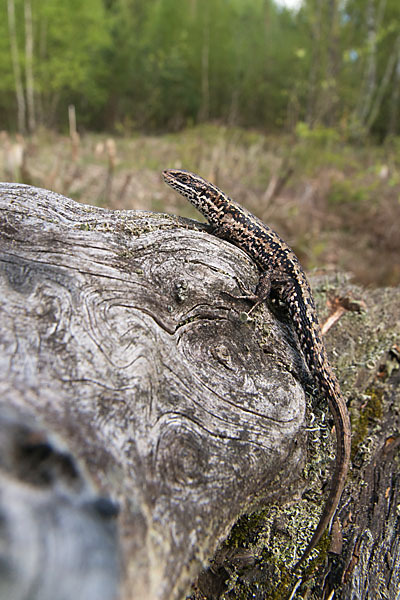 Waldeidechse (Lacerta vivipara)