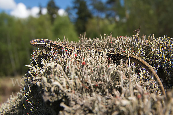 Waldeidechse (Lacerta vivipara)