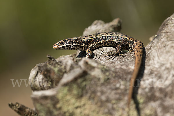 Waldeidechse (Lacerta vivipara)