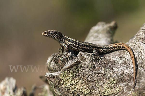 Waldeidechse (Lacerta vivipara)