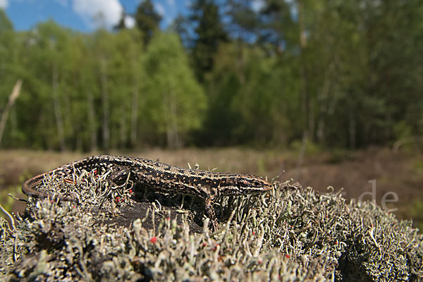 Waldeidechse (Lacerta vivipara)