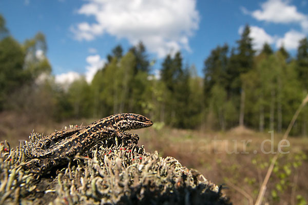 Waldeidechse (Lacerta vivipara)