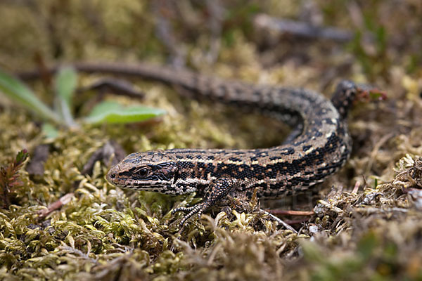 Waldeidechse (Lacerta vivipara)