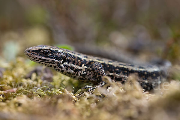 Waldeidechse (Lacerta vivipara)