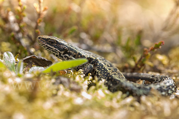 Waldeidechse (Lacerta vivipara)