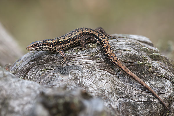 Waldeidechse (Lacerta vivipara)