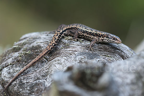 Waldeidechse (Lacerta vivipara)