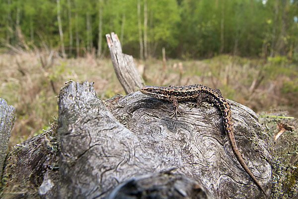 Waldeidechse (Lacerta vivipara)