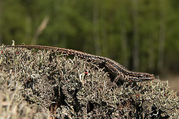 Waldeidechse (Lacerta vivipara)