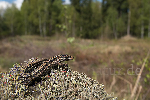 Waldeidechse (Lacerta vivipara)