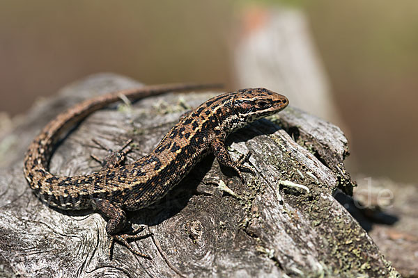 Waldeidechse (Lacerta vivipara)