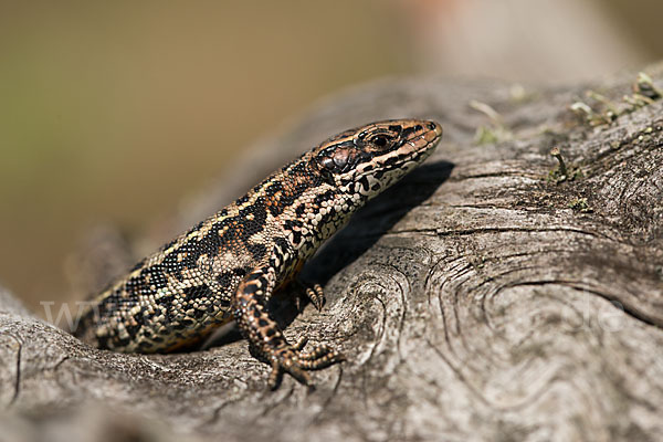 Waldeidechse (Lacerta vivipara)