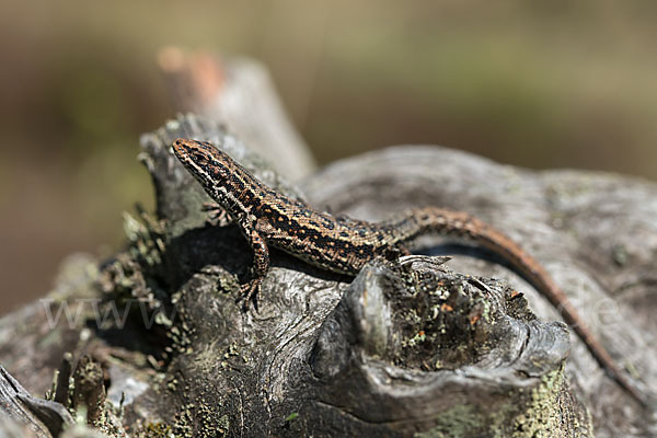 Waldeidechse (Lacerta vivipara)