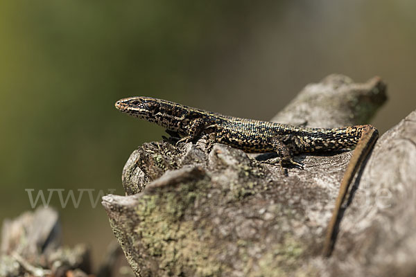 Waldeidechse (Lacerta vivipara)