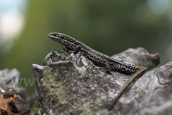 Waldeidechse (Lacerta vivipara)