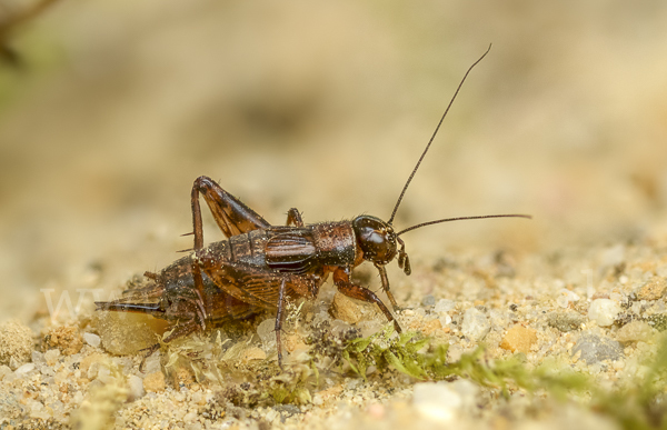 Waldgrille (Nemobius sylvestris)