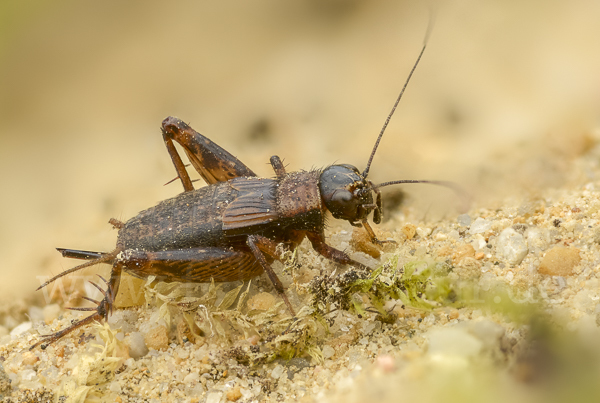 Waldgrille (Nemobius sylvestris)