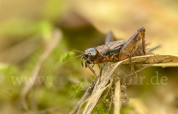 Waldgrille (Nemobius sylvestris)