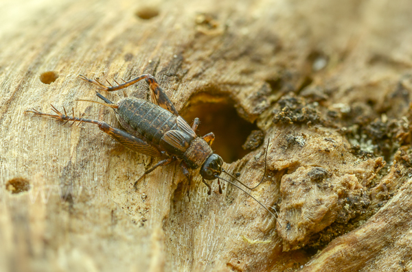 Waldgrille (Nemobius sylvestris)