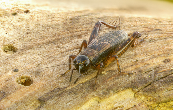 Waldgrille (Nemobius sylvestris)