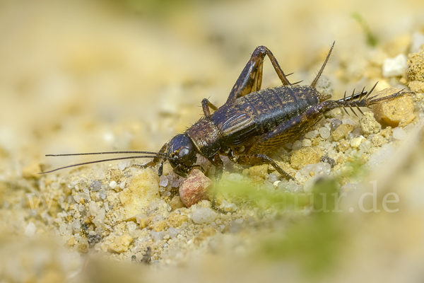 Waldgrille (Nemobius sylvestris)