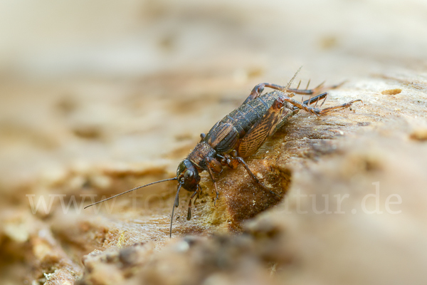 Waldgrille (Nemobius sylvestris)