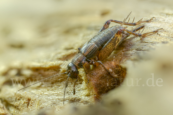 Waldgrille (Nemobius sylvestris)