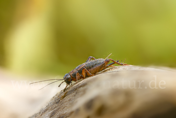 Waldgrille (Nemobius sylvestris)