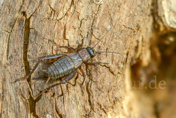 Waldgrille (Nemobius sylvestris)