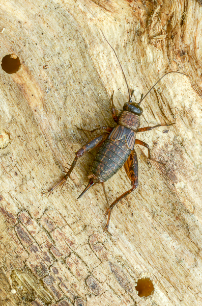 Waldgrille (Nemobius sylvestris)