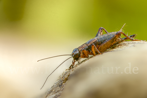 Waldgrille (Nemobius sylvestris)