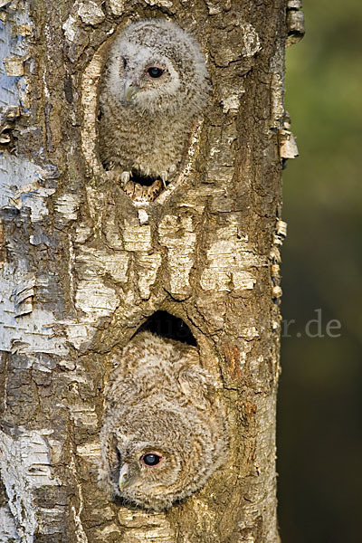 Waldkauz (Strix aluco)