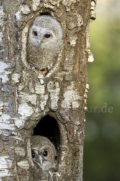 Waldkauz (Strix aluco)