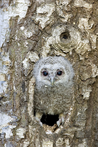 Waldkauz (Strix aluco)