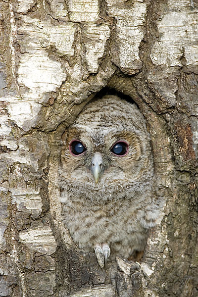 Waldkauz (Strix aluco)