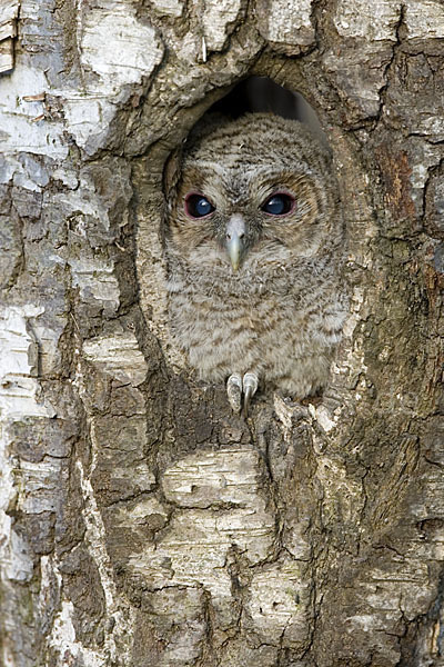 Waldkauz (Strix aluco)