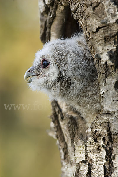 Waldkauz (Strix aluco)