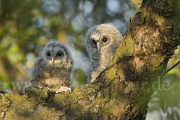 Waldkauz (Strix aluco)