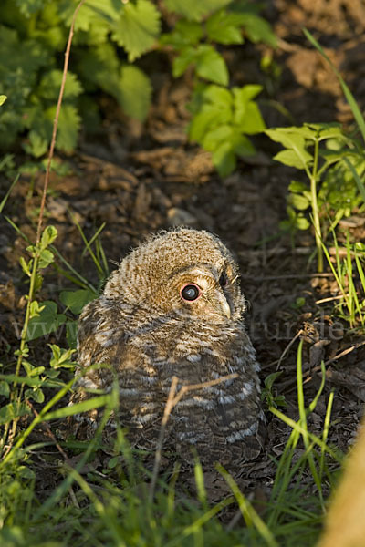 Waldkauz (Strix aluco)