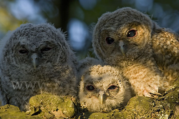 Waldkauz (Strix aluco)