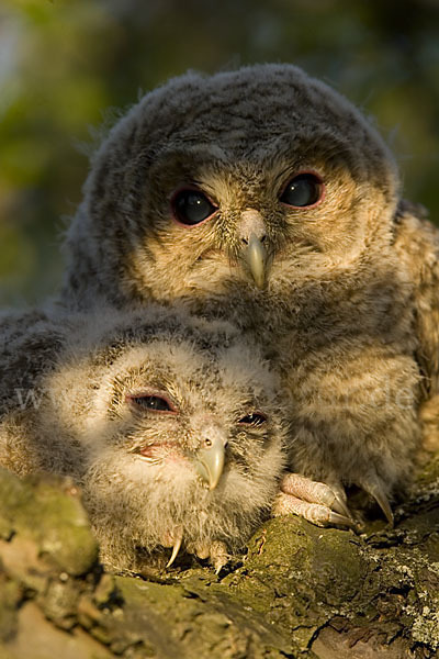 Waldkauz (Strix aluco)