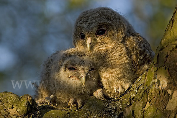 Waldkauz (Strix aluco)