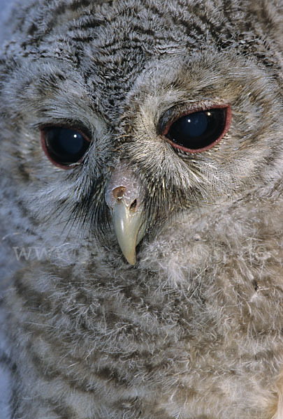 Waldkauz (Strix aluco)