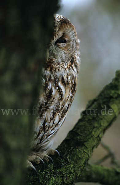 Waldkauz (Strix aluco)