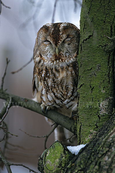 Waldkauz (Strix aluco)