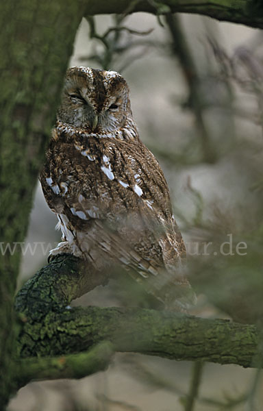 Waldkauz (Strix aluco)