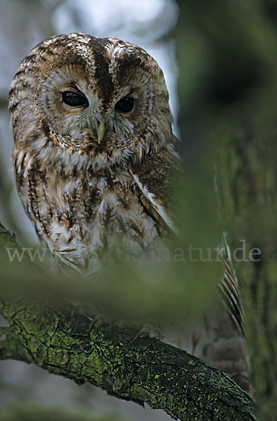 Waldkauz (Strix aluco)