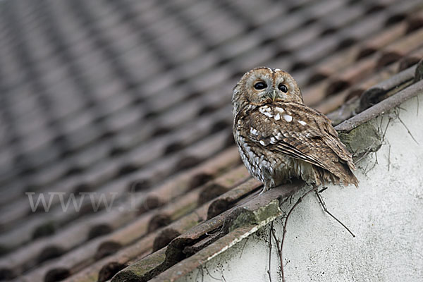 Waldkauz (Strix aluco)